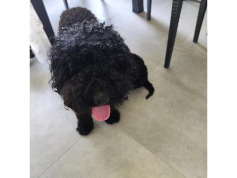 Siyah poodle anne ve yavruları