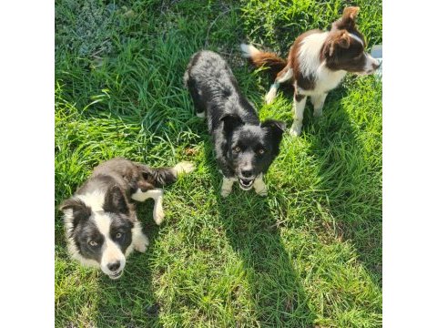 Border collie yavrular