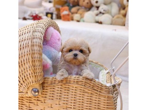Star maltipoo bebeklerimiz