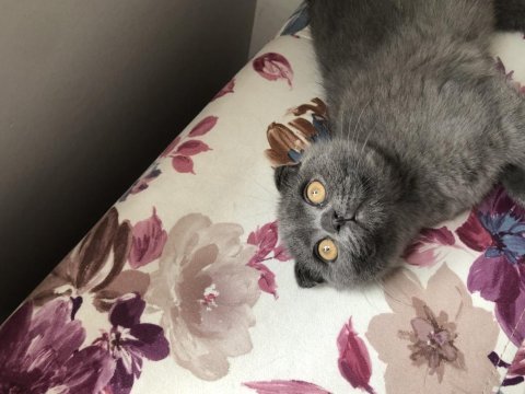 Aşıları tam 6 aylık erkek scottish fold malzemeleri ile