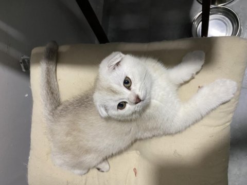 Yavru scottish fold