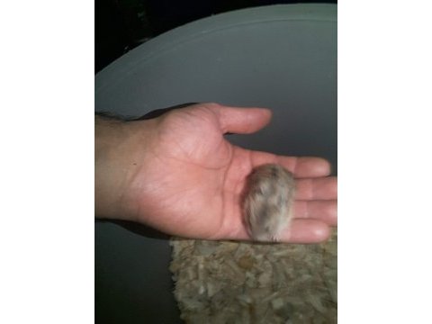 Hamster gonzales ve suriye