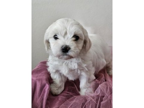Maltese terrier yavru köpeklerimiz