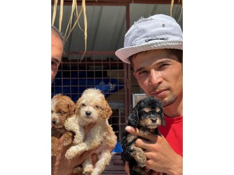 Bıgpo efsane gözel yavrular baba poodle