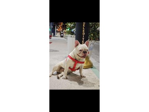 French bulldog dişi erkek yavrular