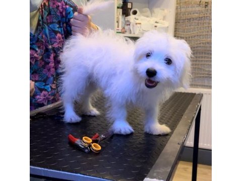 7 aylık aşıları tamamlanmış luna maltese