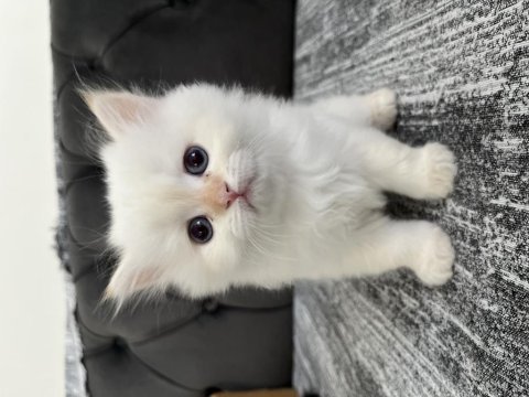 British longhair yavrularımız 50 günlük