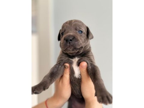 Sahiplendirme cane corso 1,5 aylık