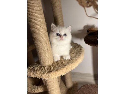 British shorthair golden point dişi erkek bebeklerim