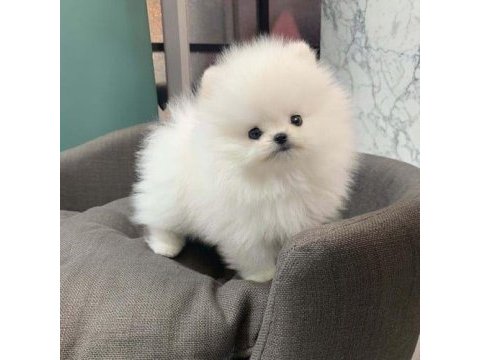Mersin pomeranian boo köpeklerimiz