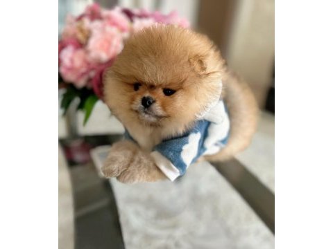 Orijinal ayı sürat üst kalite pomeranian
