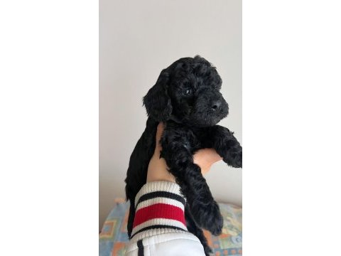 Siyah toy poodle bebeklerimiz