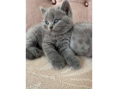 British shorthair sevımlı cocuklar gri senı beklıyo