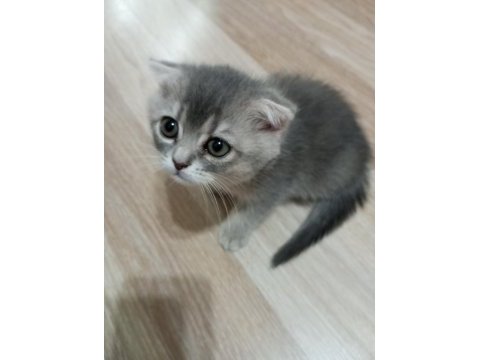 Scottish fold yavrularımız