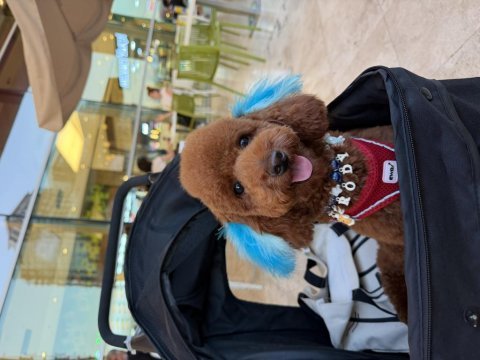 Oğlumuza dişi poodle eş arıyoruz