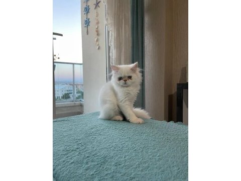 İran persian yavrumuz yeni yuvasını arıyor