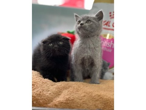 Safkan ayı surat scottish fold