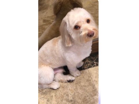 Dünya tatlısı maltipoo
