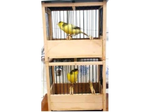Orijinal ırk sağlam ötüm kanaryası harz roller!