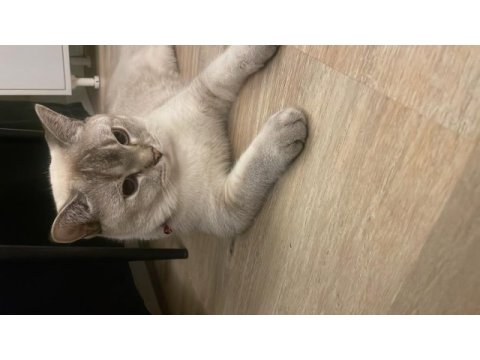 1.5 yaşında kısırlaştırılmış blue point british shorthair