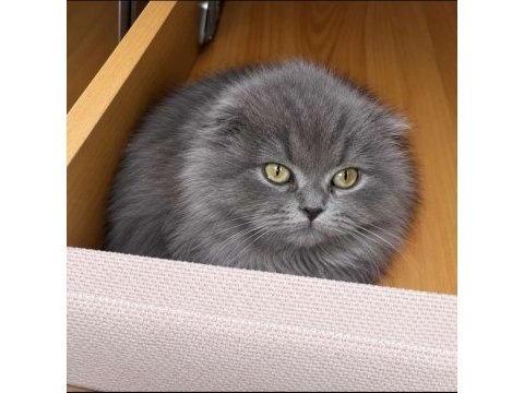 Scottish fold kedisi