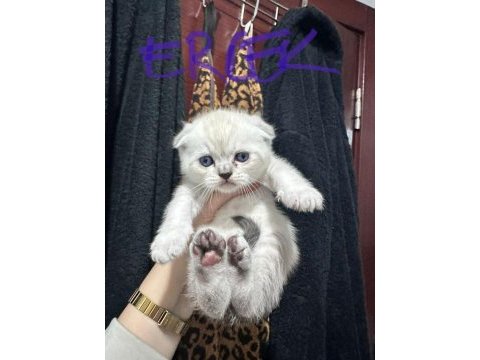 En tatlı scottish fold yavrular yuva arıyoruz