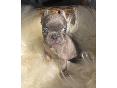 Micro boy exotic renk french bulldog yavrularım