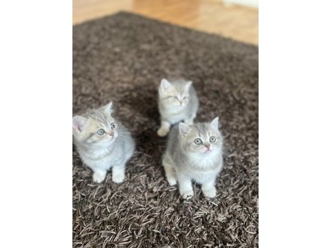 Golden ny11-ny12british shorthair yavrular