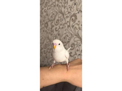 Beyaz muhabbet kuşu takım albino