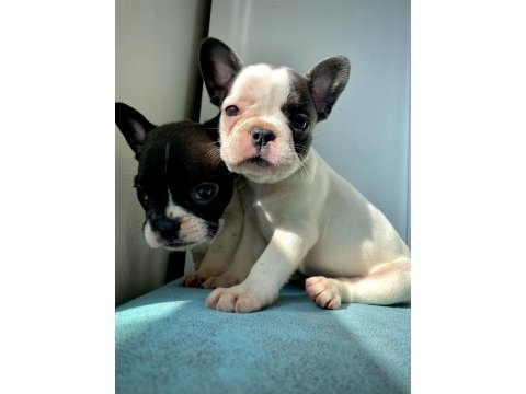 French bulldog a kalite yavrular