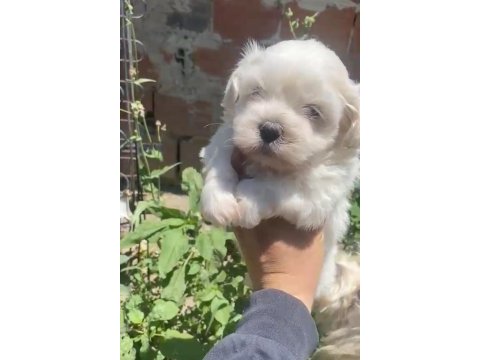 Maltese yavrular minyatür boy