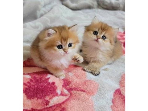 Golden british longhair fıstıkları 45 günlük oldu