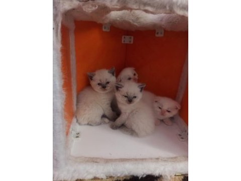 Blue point ve red point british shorthair bebekler