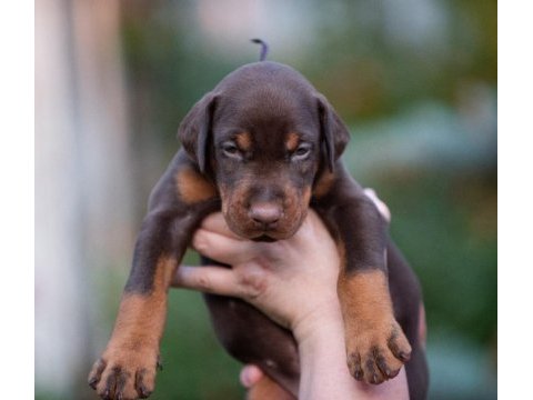 2 aylık safkan asil doberman yavrularım
