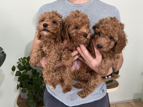 Saf ırk red brown toy poodle yavruları