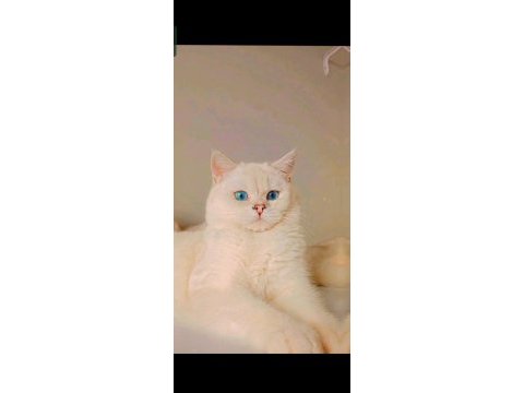 British shorthair silver ns1133