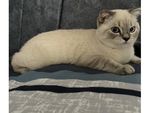 Gri maskeli british shorthair