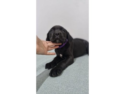 Saglık ve safkanlık garantılı şecereli cane corsolar