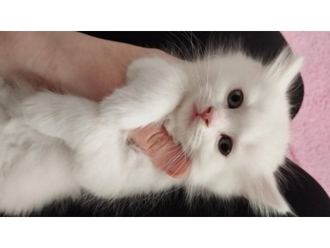 British longhair kedisi