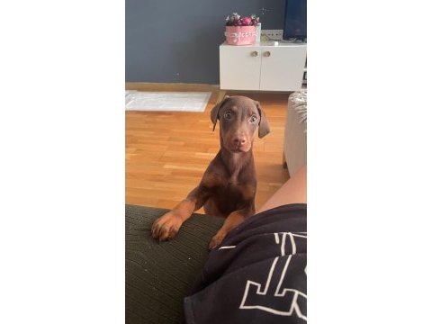 Kızıl doberman