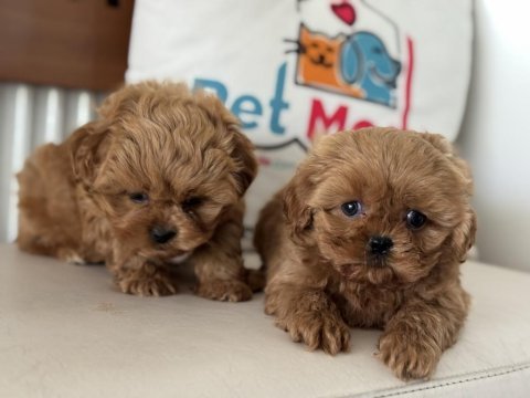 Ankaranın en güzel maltipoo yavruları aşılı pasaportlu
