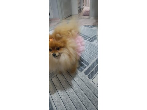 Micro pomeranian dişi 5 aylık