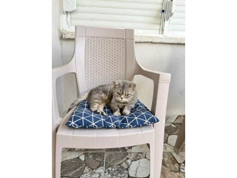Scottish dişi kedi kısır 1 yaşında