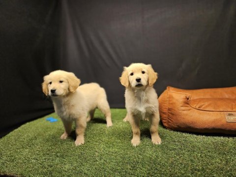 Club k9 güvencesiyle safkan golden retriever yavruları