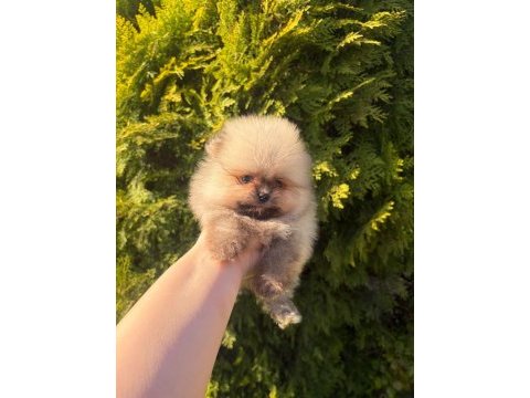 Pomeranian boo yavrularımız yeni yuvasını arıyor