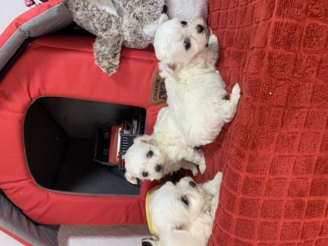 Mini mini malteseler
