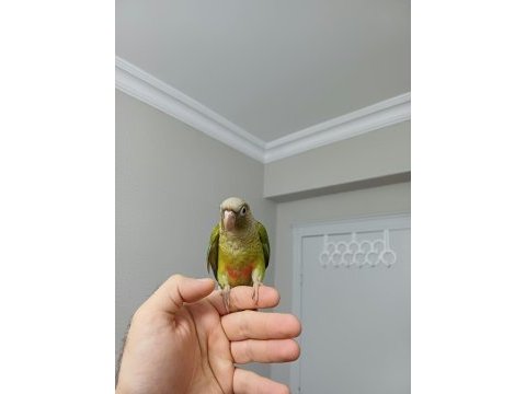 Ful evcil pıneapple konur bebek