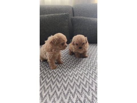 Ankarada ziyarete açık tea cup kore maltipoo