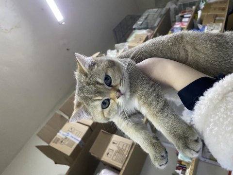 Golden british shorthair