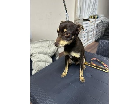 Pinscher temel itaat eğitimi mevcuttur